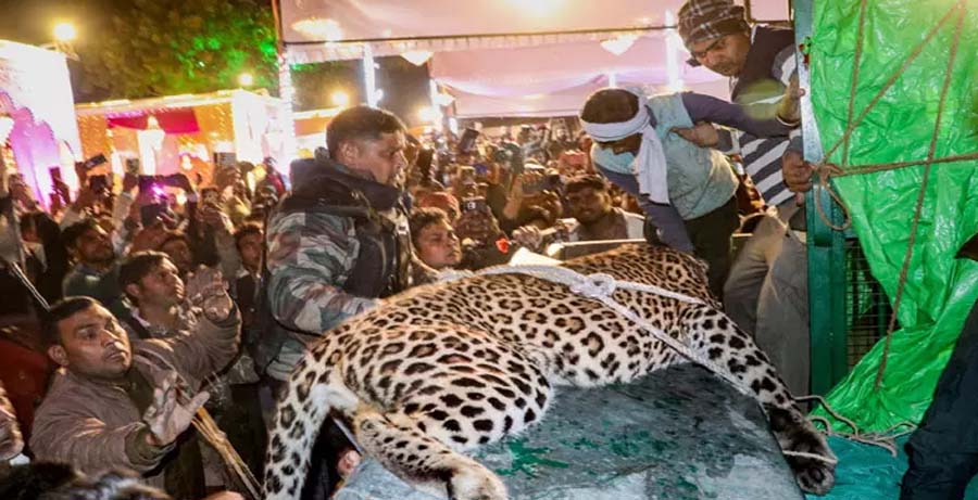 Leopard entered the wedding ceremony