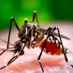 आइसलैंड में तीन मच्‍छरों का मिलना, जलवायु परिवर्तन का कितना बड़ा संकेत है?