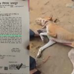 छत्तीसगढ़ में कुत्तों की नसबंदी अभियान पर गंभीर सवाल, ऑपरेशन के बाद मौतें और अनियमितताओं के आरोप