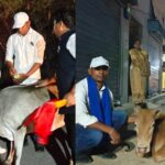 CG NEWS: आवारा मवेशियों के गले में रेडियम पट्टी, सड़क