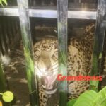 CG Breaking: वन परिक्षेत्र के अंतर्गत ग्राम केराबाहरा में