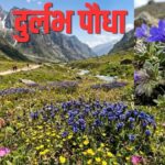 150 साल बाद फिर दिखा नीले-बैंगनी फूलों वाला दुर्लभ पौधा
