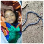 CG News: खाट पर सो रही 8 साल की मासूम को सांप ने