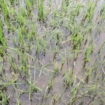 वेटलैंड के पक्षियों से किसान परेशान, धान की फसल को पहुंचा रहे नुकसान