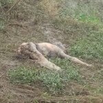 मोहतरा गांव के बांध में मिला अज्ञात सड़ी गली महिला की लाश,,,,