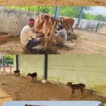 पाटन नगर पंचायत का गौठान बना गौसेवा की मिसाल, 390 से अधिक गोवंश की हो रही नियमित देखभाल