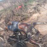 बाढ़ में बहे लापता व्यक्ति का शव 4 दिन बाद नदी के बीच मिला शव, पानी कम होने पर दिखा,,,