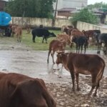 प्रशासनिक लापरवाही: तेलीगुंडरा में 20घंटे से मूसलाधार बारिश और भूख-प्यास से तड़प रहे 100 मवेशी, स्थिति गंभीर