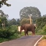 पैरी नदी पार कर गरियाबंद जिले में फिर किया प्रवेश ,,,गजराज