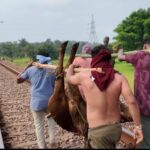 CG NEWS: दो दिन में 14 मवेशियों की मौत: रेलवे ट्रैक पर 10