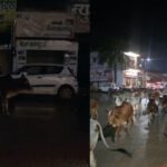 CG NEWS: आवारा मवेशियों की बढ़ती समस्या से ग्रामीण परेशान,